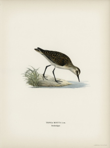 Stampa antica ornitologica 10