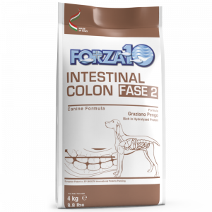 Intestinal Colon Fase 2
