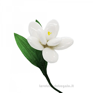 Giunchiglia bianca Fiore di Confetti William Di Carlo Sulmona - Italy