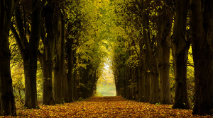 Calma - Stampa digitale su Plexiglass® di un sentiero fra gli alberi in autunno, misure 100x150 cm / 100x180 cm