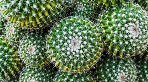 Golden cactus - Stampa digitale su Plexiglass® di piante grasse, misure 100x150 cm / 100x180 cm