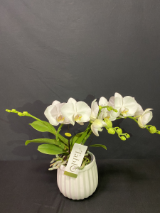 Orchidea Phalaenopsis Tablo 3 rami