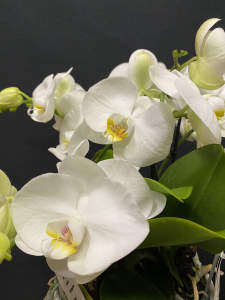 Orchidea Phalaenopsis Tablo 5/6 rami