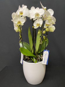 Orchidea Phalaenopsis Fontano 4 rami
