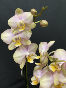 Orchidea Phalaenopsis classica 2/3 rami
