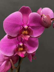 Orchidea Phalaenopsis classica 2/3 rami