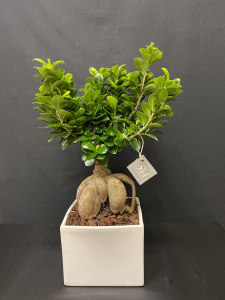 Ficus Ginseng XL