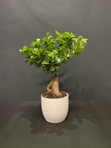 Ficus Ginseng piccolo
