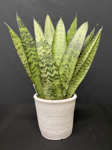 Sansevieria Snake