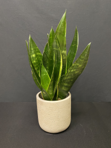 Sansevieria Laurentii 