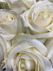 Mazzo di rose bianche a gambo medio - Scegli il numero di rose che vuoi