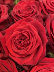 Mazzo di rose rosse a gambo lungo - Scegli il numero di rose che vuoi