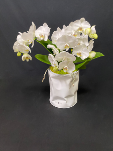 Orchidea Phalaenopsis con coprivaso Bidone Design