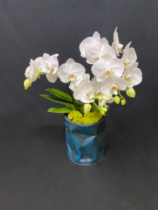 Orchidea Phalaenopsis con coprivaso Bidone Design