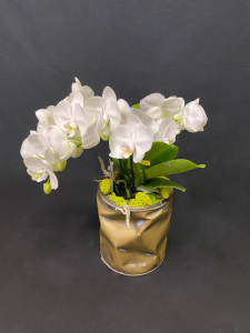 Orchidea Phalaenopsis con coprivaso Bidone Design