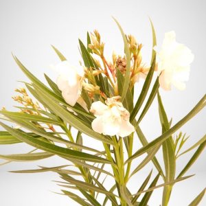 Oleandro (Nerium oleander) - ø 18