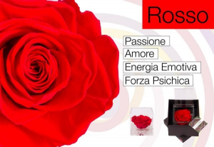 Flowercube rose stabilizzate colori rosso