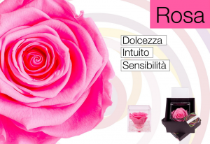 Flowercube rose stabilizzate colore rosa