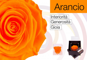 flowercube vere rose stabilizzate che durano mesi