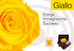 flowercube vere rose stabilizzate che durano mesi | Millefiori Idee Creative