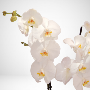 Phalaenopsis - Orchidea - ø 12