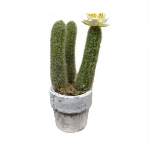 Succulent Mini Con Vaso