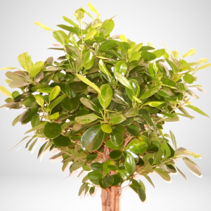  Ficus microcarpa 'Moclame’ - ø 19cm
