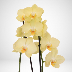 Phalaenopsis - Orchidea gialla - ø 12