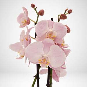 Phalaenopsis - Orchidea rosa - ø 12