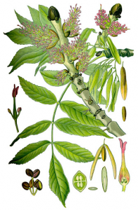 Fitocomplex Fraxinus