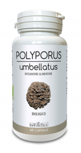 POLYPORUS UMBELLATUS - 60 CPS