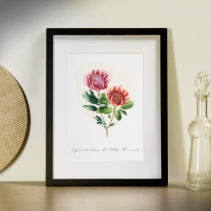 Framed Poster Terre Borromeo - Protea