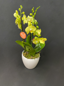Orchidea Phalenopsis classica 5/6 rami