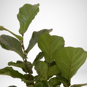 Alberello di Ficus Lyrata v.20