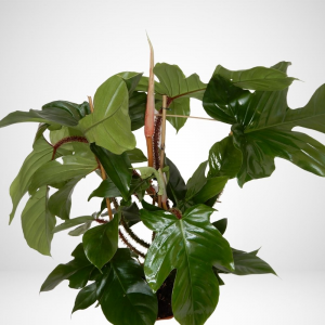 Philodendron squamiferum - ø 21