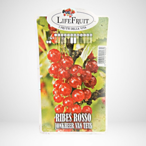 Ribes rosso Jonkheer Van Tets