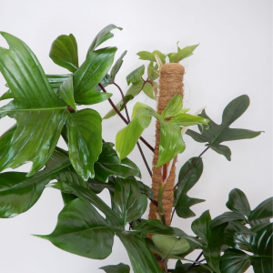 Philodendron Florida Beauty Green - ø 21
