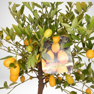 Citrus Floridiana Limequat