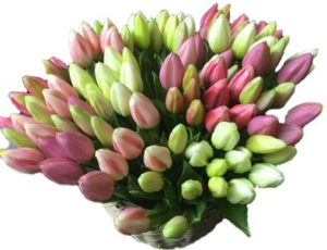 Tulipani bocciolo mazzetto composto da 9 fiori H. 29cm