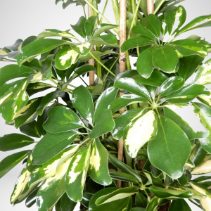 Scheflera arboricola variegata - ø 24