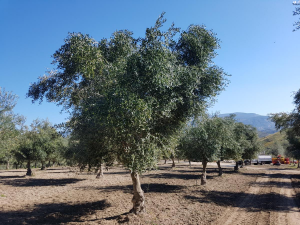 Olio extravergine di oliva Bio confezione da 1