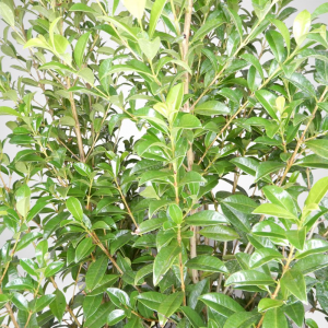 Eugenia myrtifolia Newport