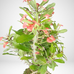 Kokedama di Euphorbia Milii rossa