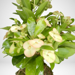 Kokedama di Euphorbia Milii bianca