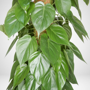 Philodendron Scandens ø 30cm, h 150cm 