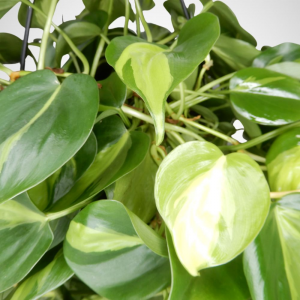 Philodendron scandens brazil