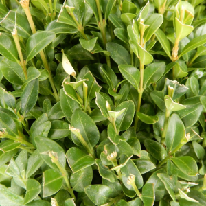 Buxus rotundifolia a palla