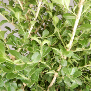 Buxus rotundifolia