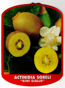 Actinidia Soreli (Kiwi giallo)