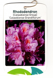 Rhododendron Catawbiense Grandiflorum (rosa)
